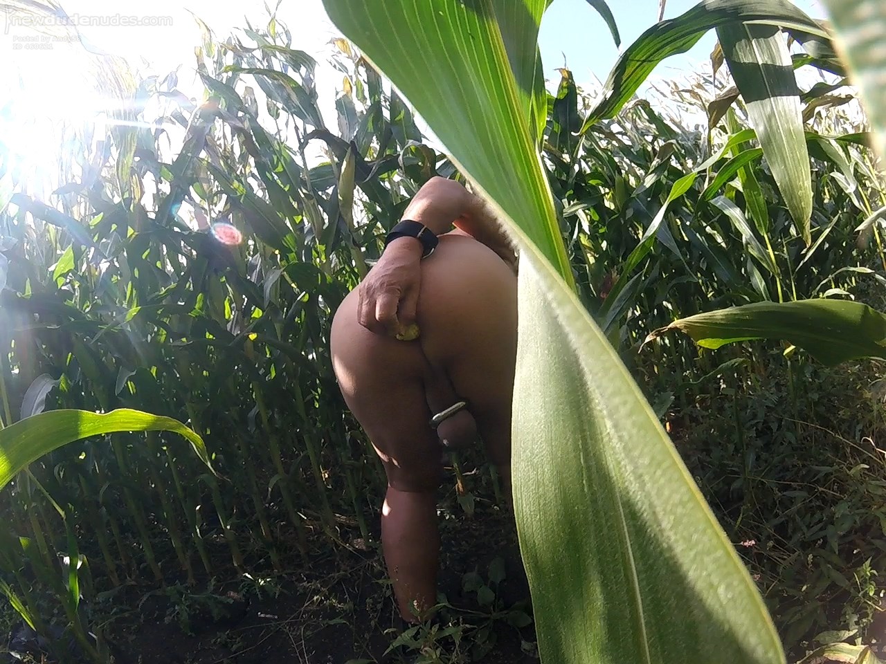 Playing with some Maize