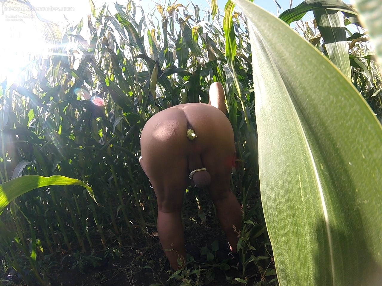 Playing with some Maize