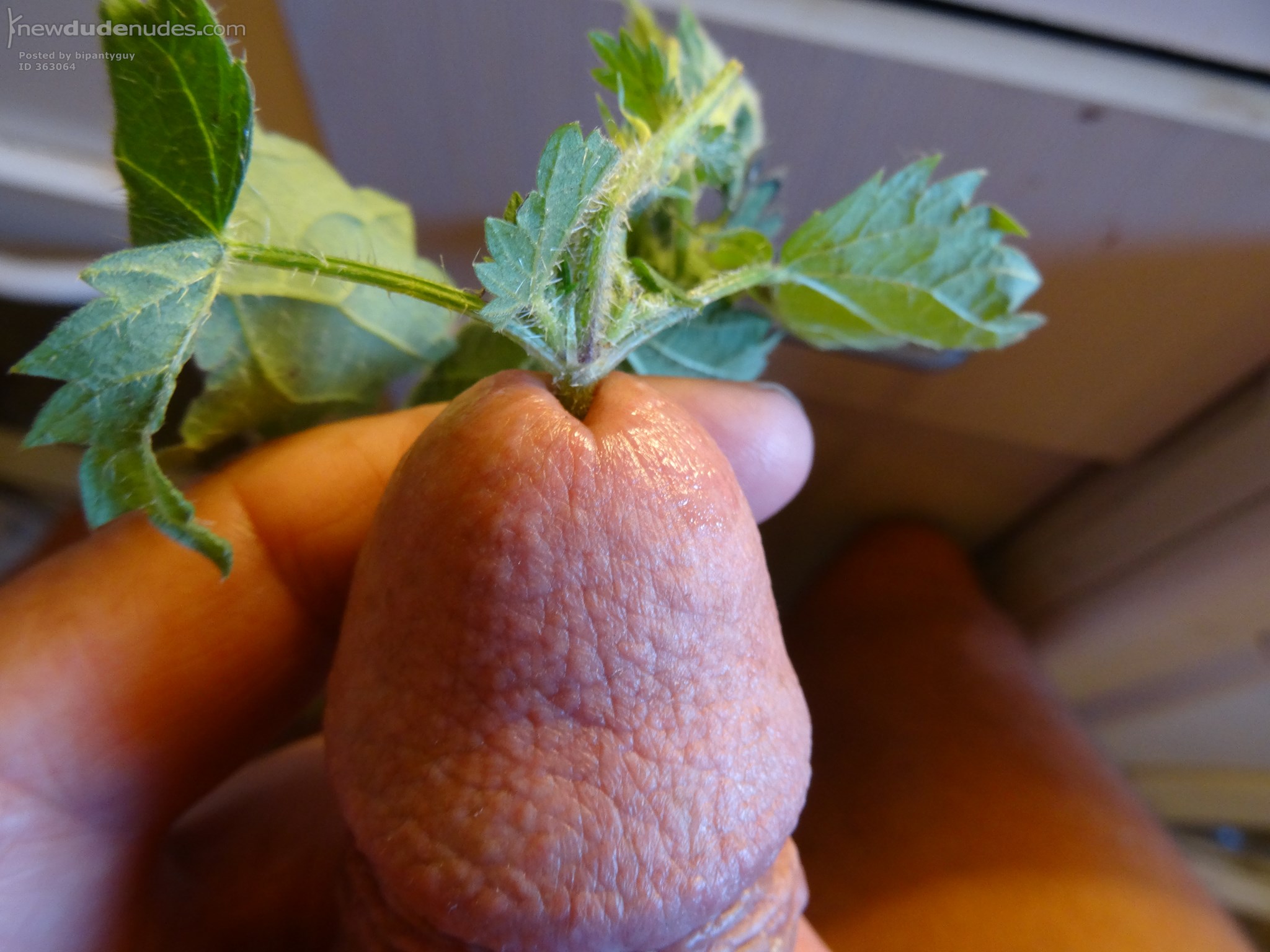 bipantyguy photo #2