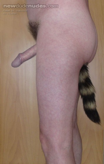 raccoon tail