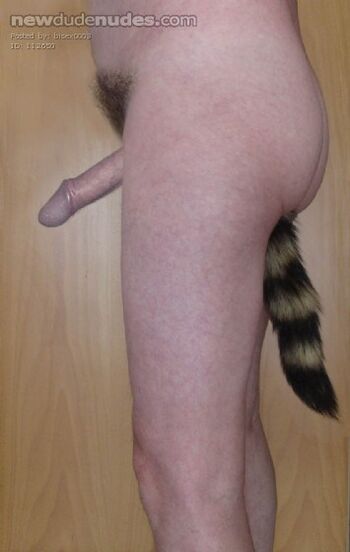 raccoon tail